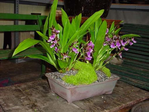 Rectangular Bonsai Dish - Image 4