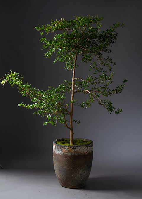 Black Olive tree in Inner Gardens vintage slag planter