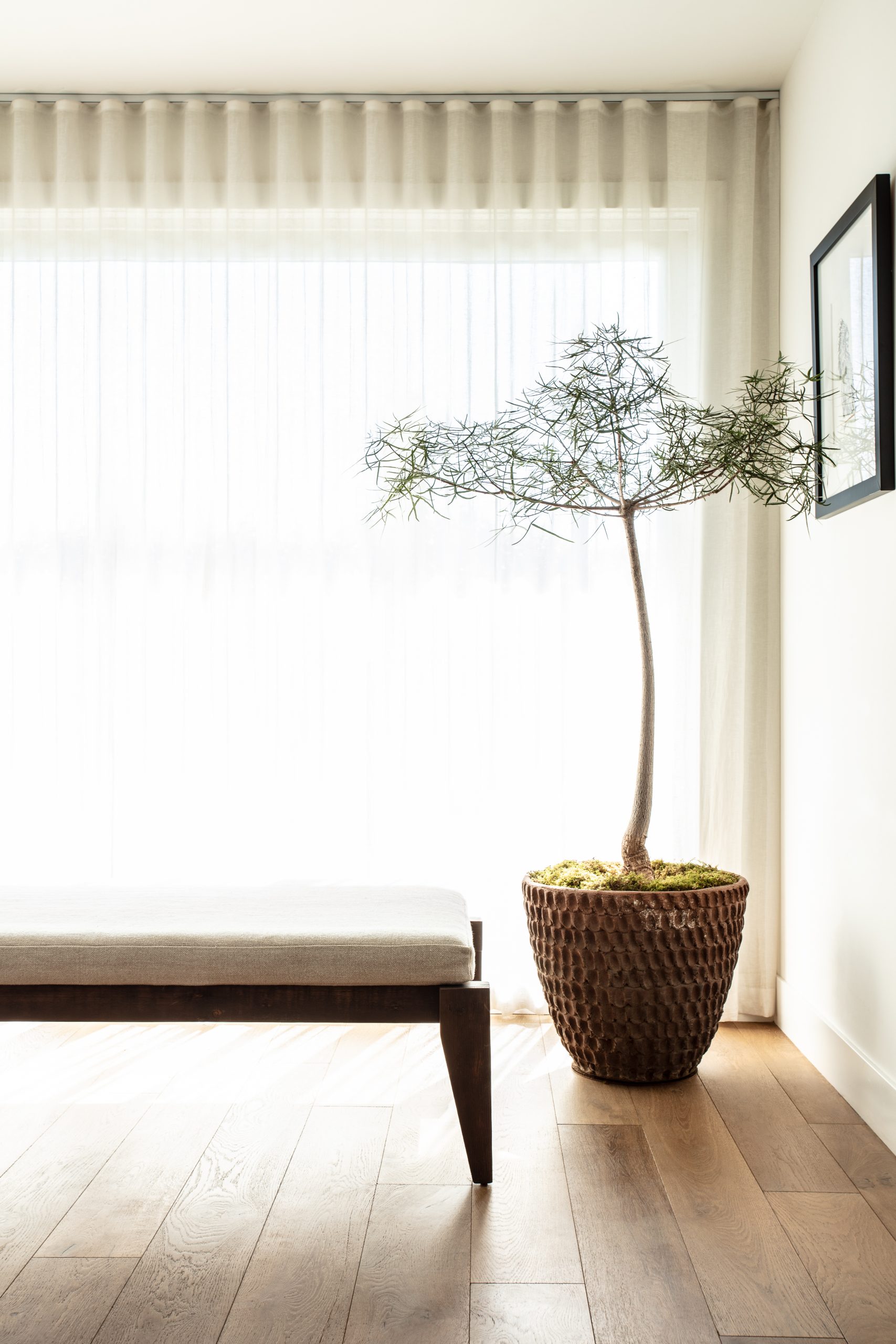 Stan Bitters Thumbprint Planter Shown with a single-trunk Brachycition