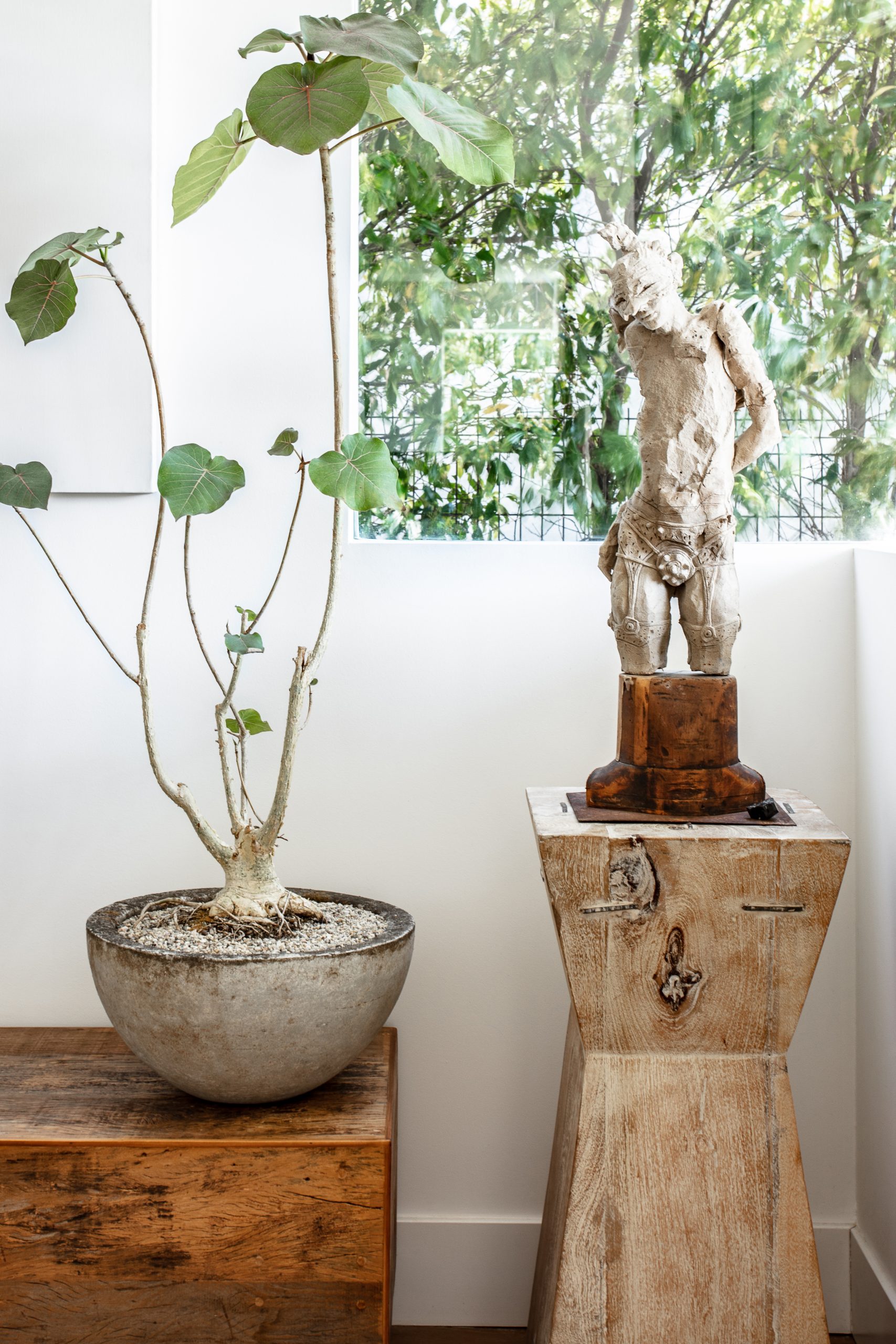 Ficus Petiolaris in grey ceramic planter